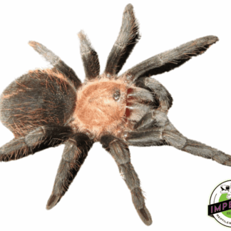 Mexican Rose Tarantula