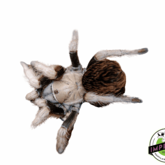 Aphonopelma sp. "Michoacan" Tarantula