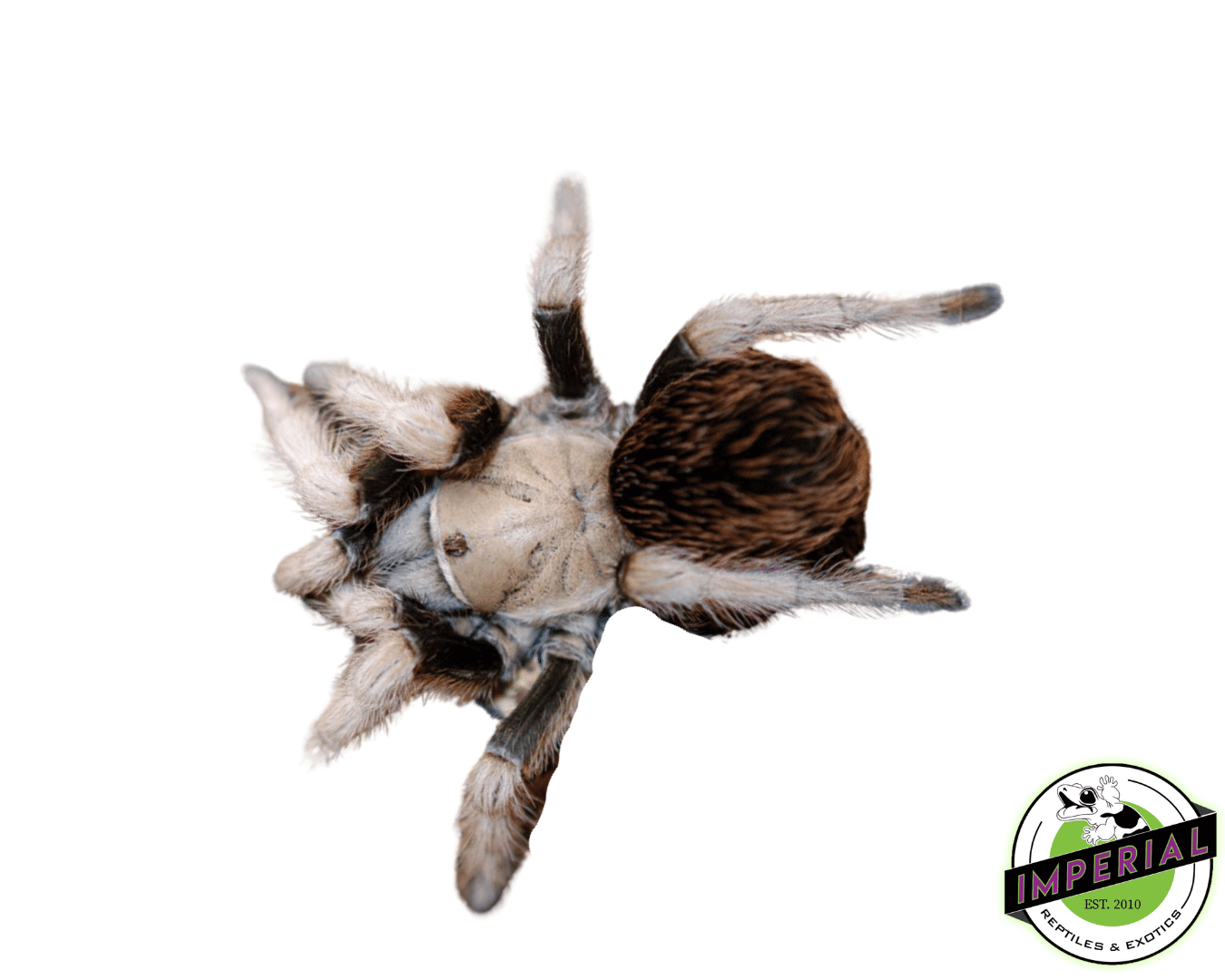 Aphonopelma sp. "Michoacan" Tarantula