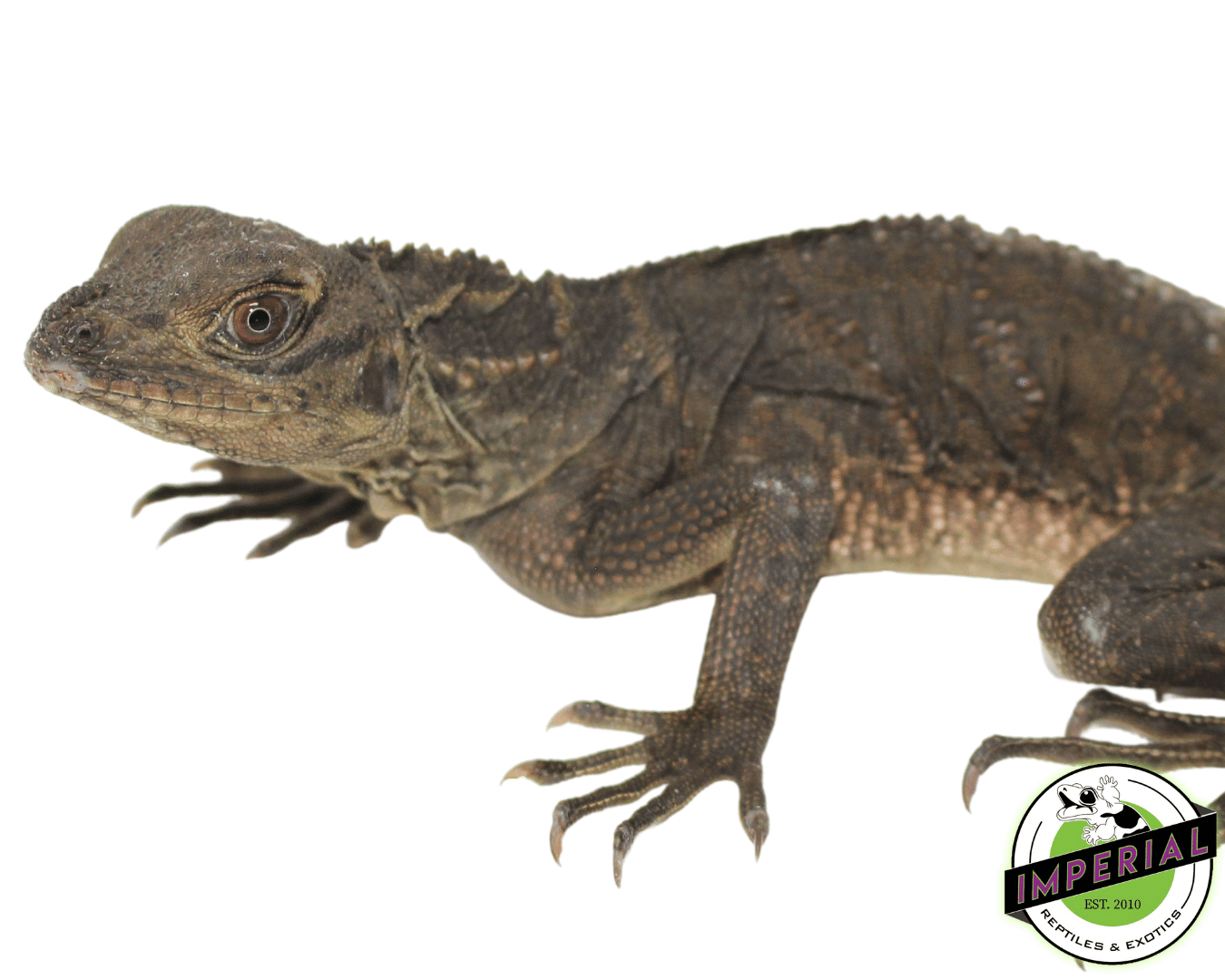 Giant Sailfin Dragon (Hydrosaurus microlophus) - Image 2