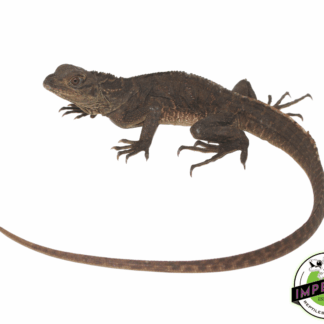 Giant Sailfin Dragon (Hydrosaurus microlophus)