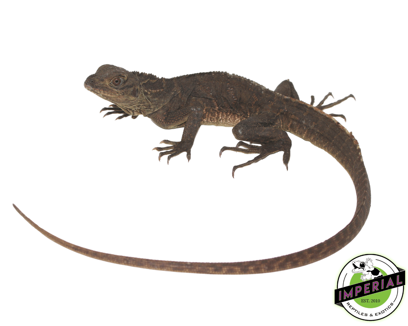 Giant Sailfin Dragon (Hydrosaurus microlophus)