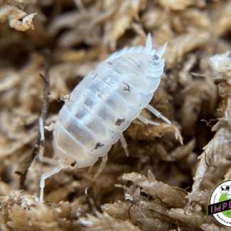Porcellio laevis "White" Isopods (10 ct.)