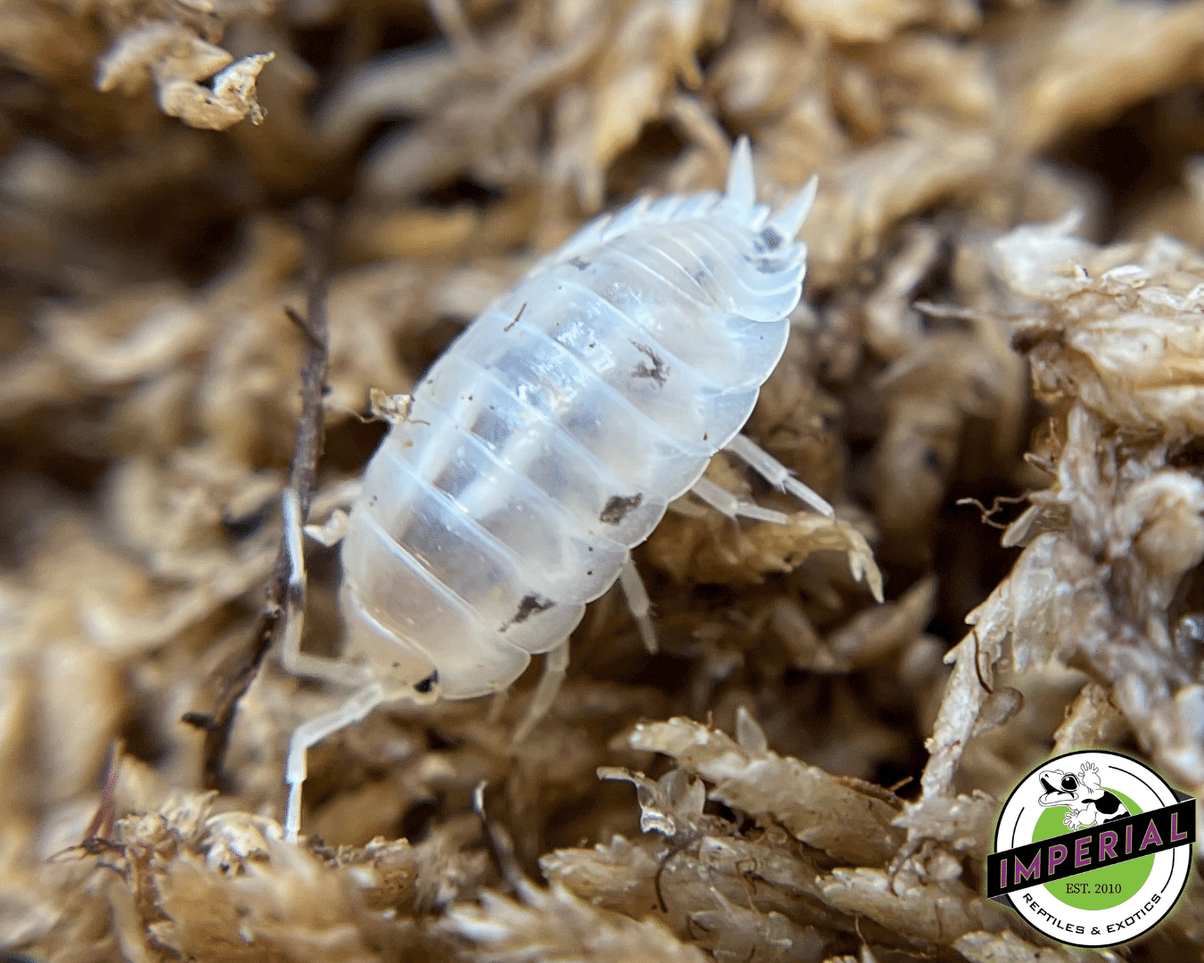 Porcellio laevis "White" Isopods (10 ct.)