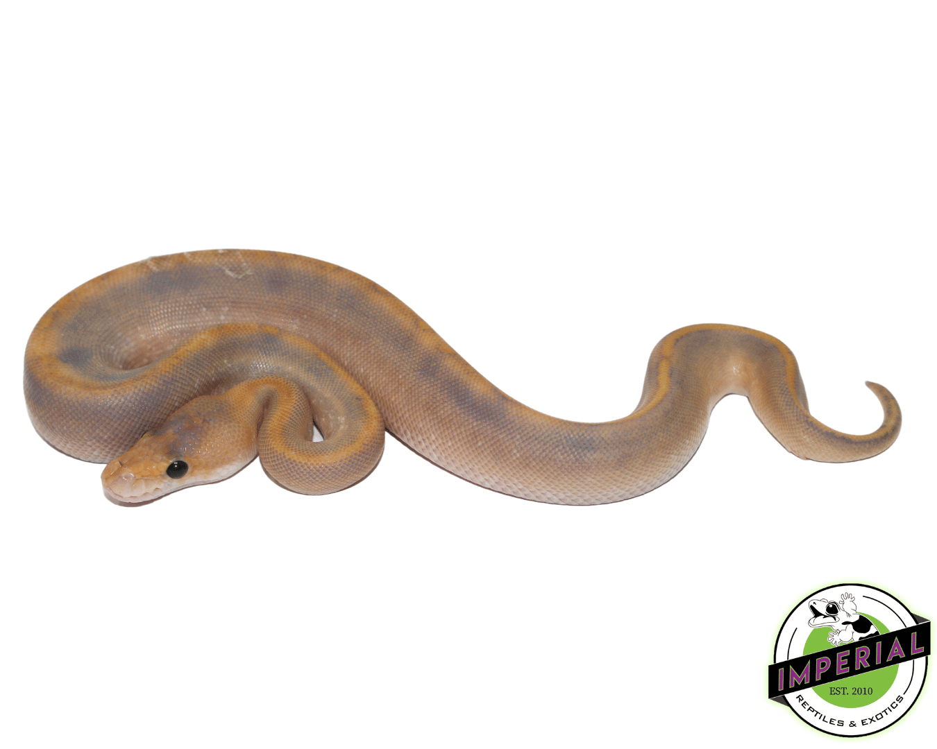 Mimosa Ball Python Baby - Image 2