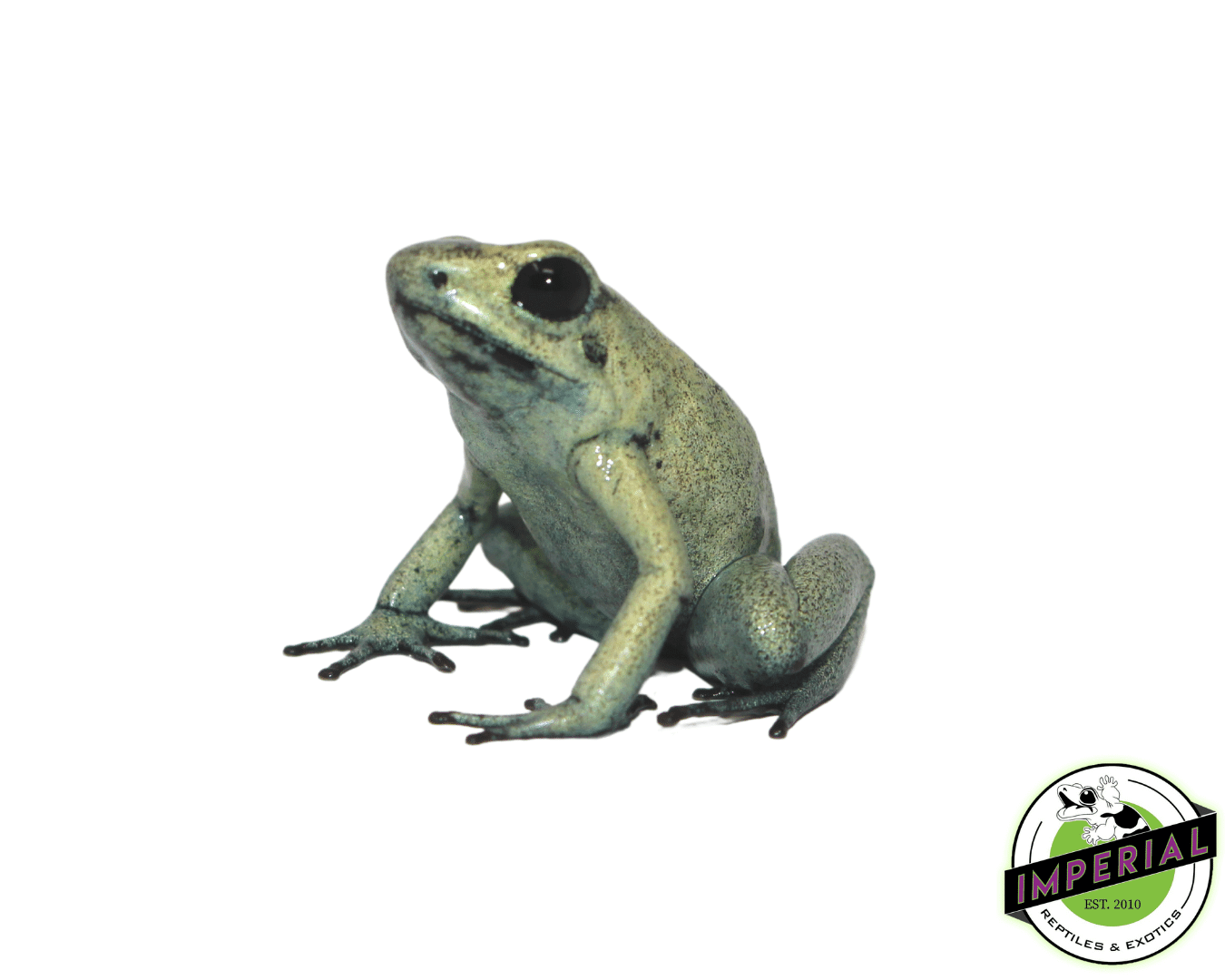 Mint Dart Frog (Phyllobates terribilis) - Image 2