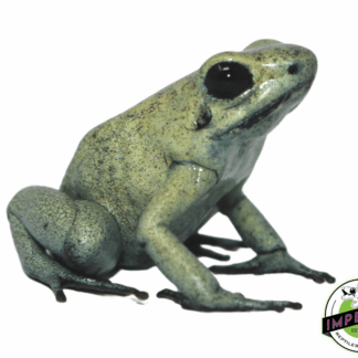 Mint Dart Frog (Phyllobates terribilis)