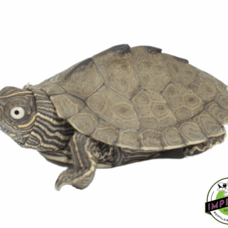Mississippi Map Turtle Baby