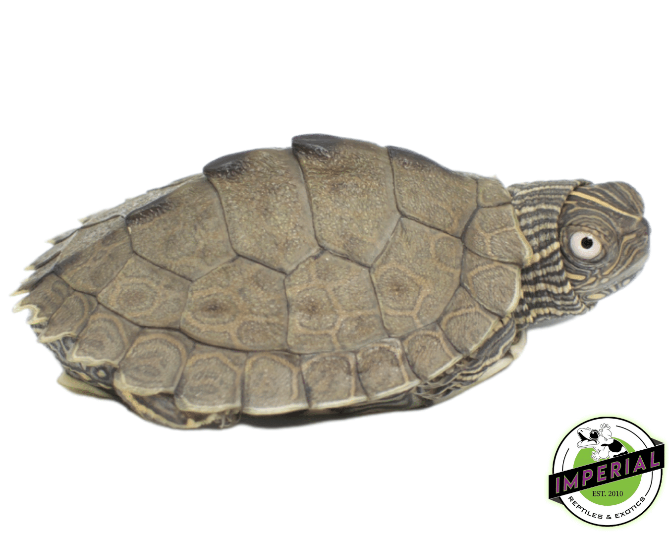 Mississippi Map Turtle Baby - Image 2