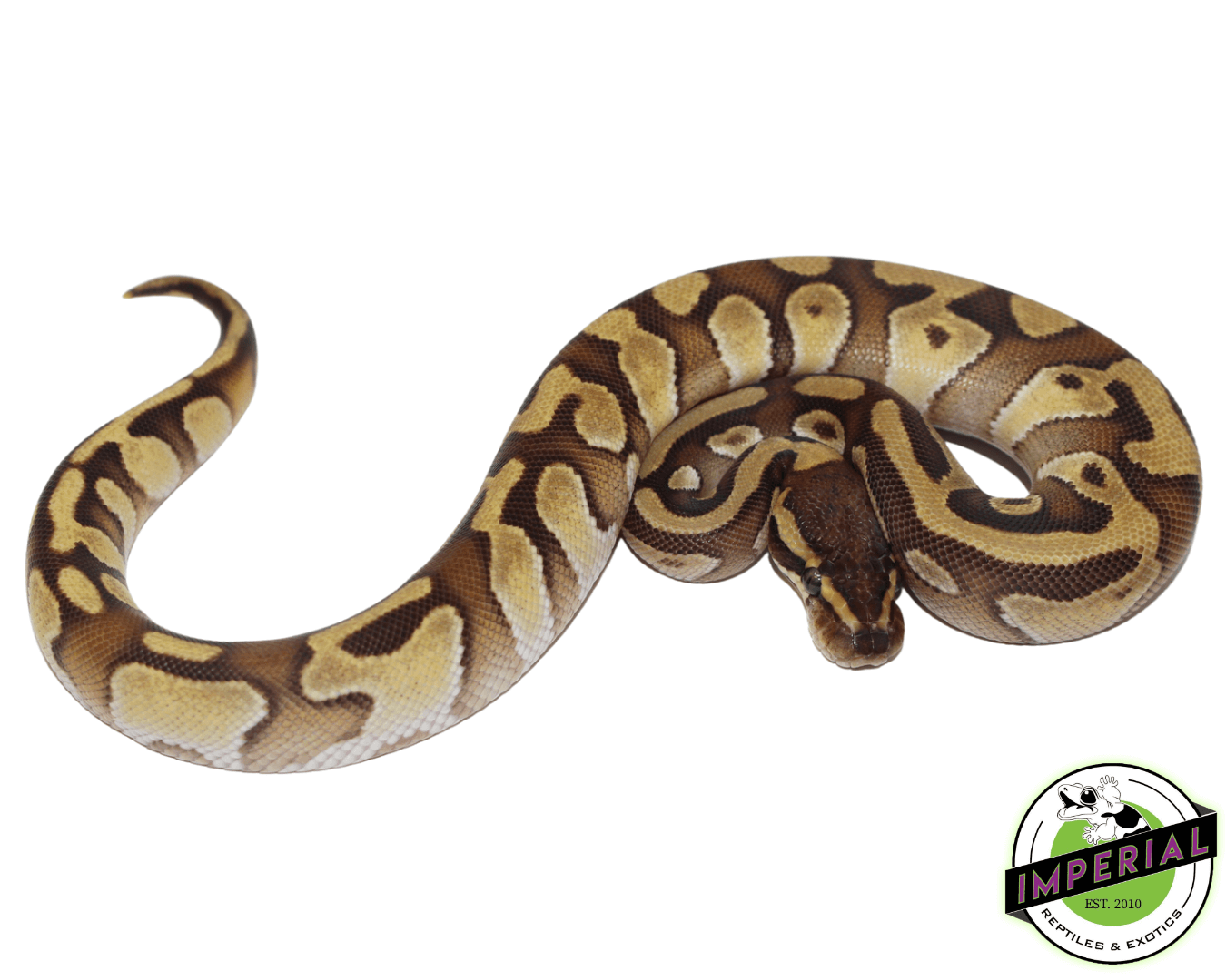Mochi Yellowbelly Ball Python - Image 2