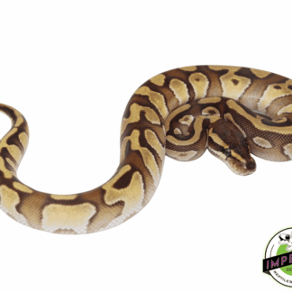 Mochi Yellowbelly Ball Python