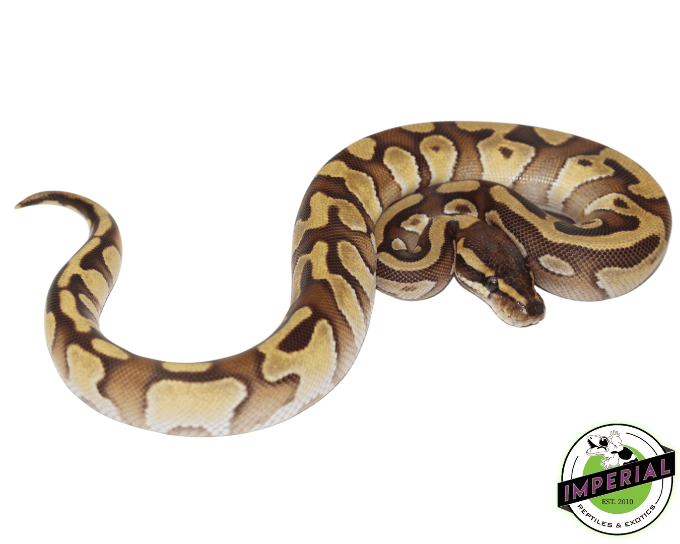 Mochi Yellowbelly Ball Python