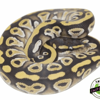 Mojave Ball Python