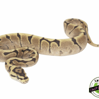 Mojave Woma Ball Python