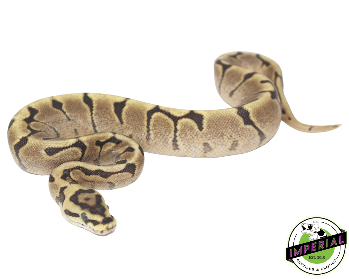 Mojave Woma Ball Python