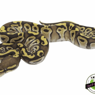 Mojave Fire/Vanilla Ball Python