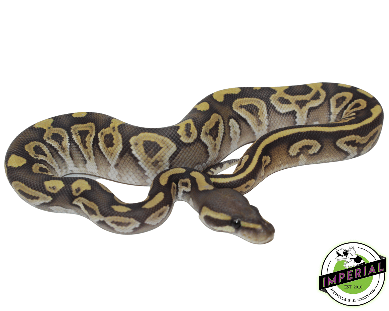 Mojave Ghost Ball Python Baby - Image 2