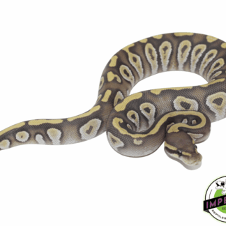 Mojave Ghost Ball Python Baby