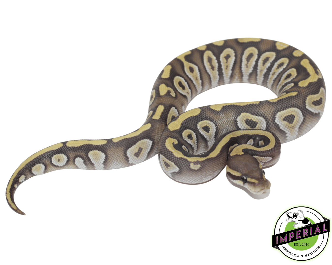 Mojave Ghost Ball Python Baby
