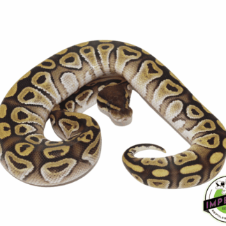 Jedi Mojave Ball Python