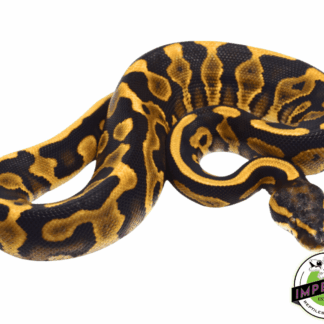 Mojave Leopard Ball Python