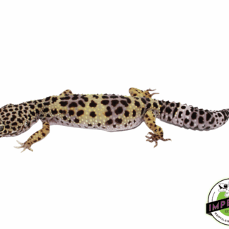 Pure Montanus Leopard Gecko Adult
