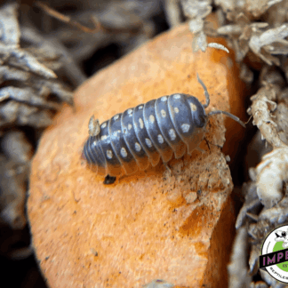 A. klugii "Montenegro Clown" Isopods