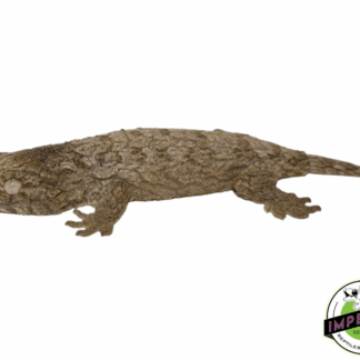 Moro Leachianus Gecko Baby