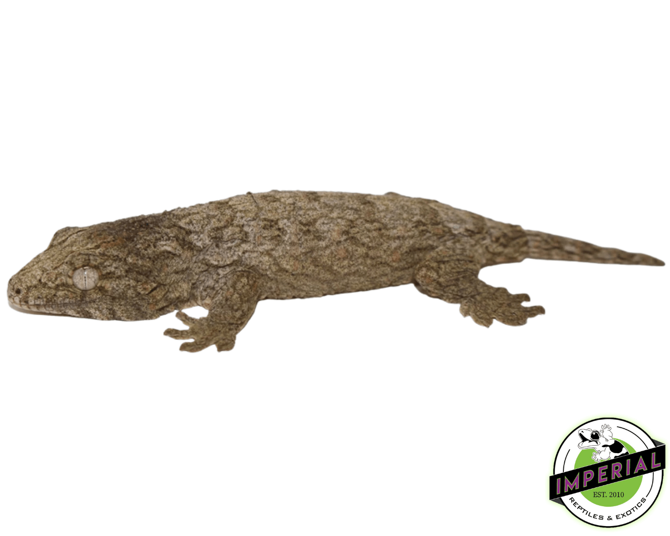 Moro Leachianus Gecko Baby