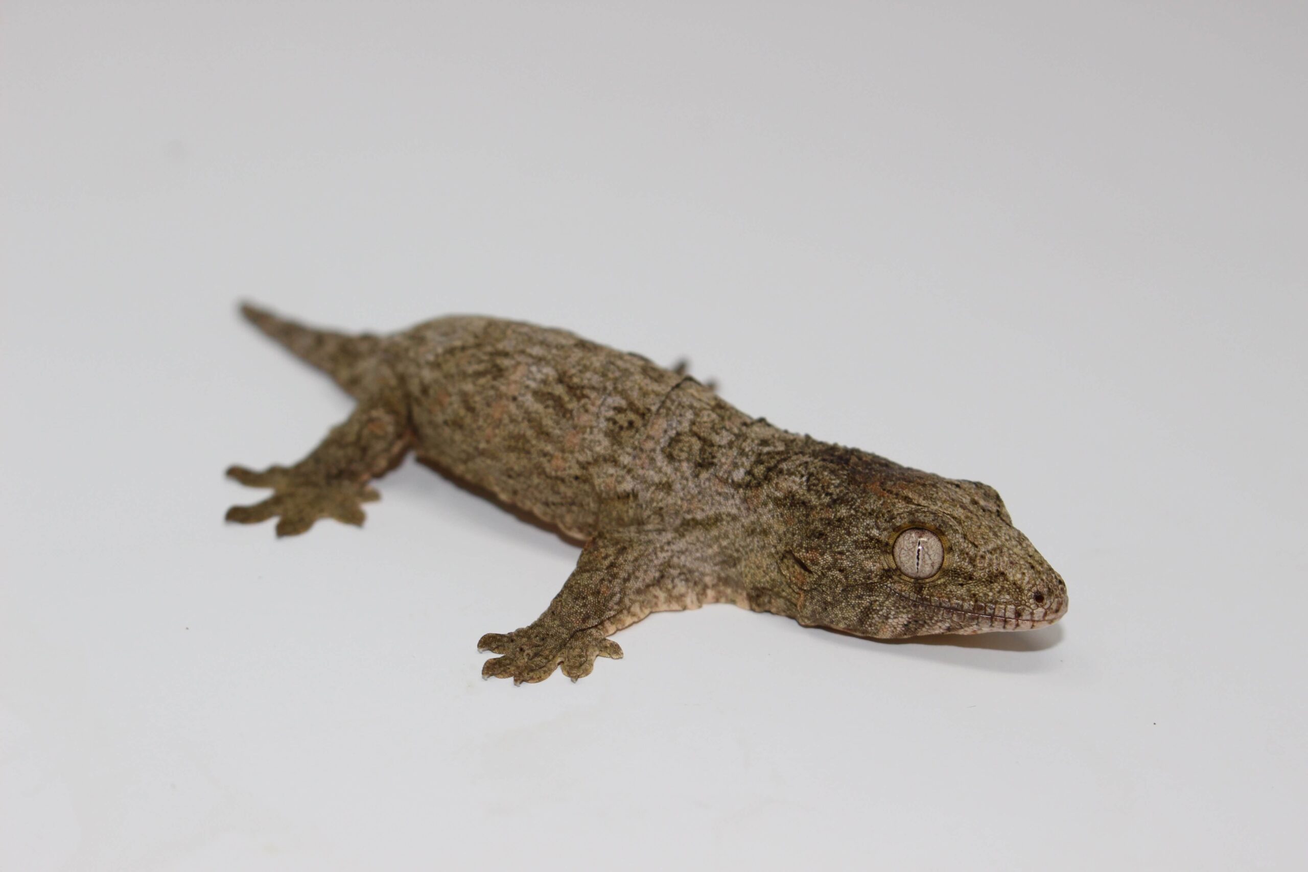 Moro Leachianus Gecko Baby - Image 2