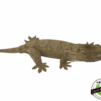 Moro x HCX Leachianus Gecko Baby