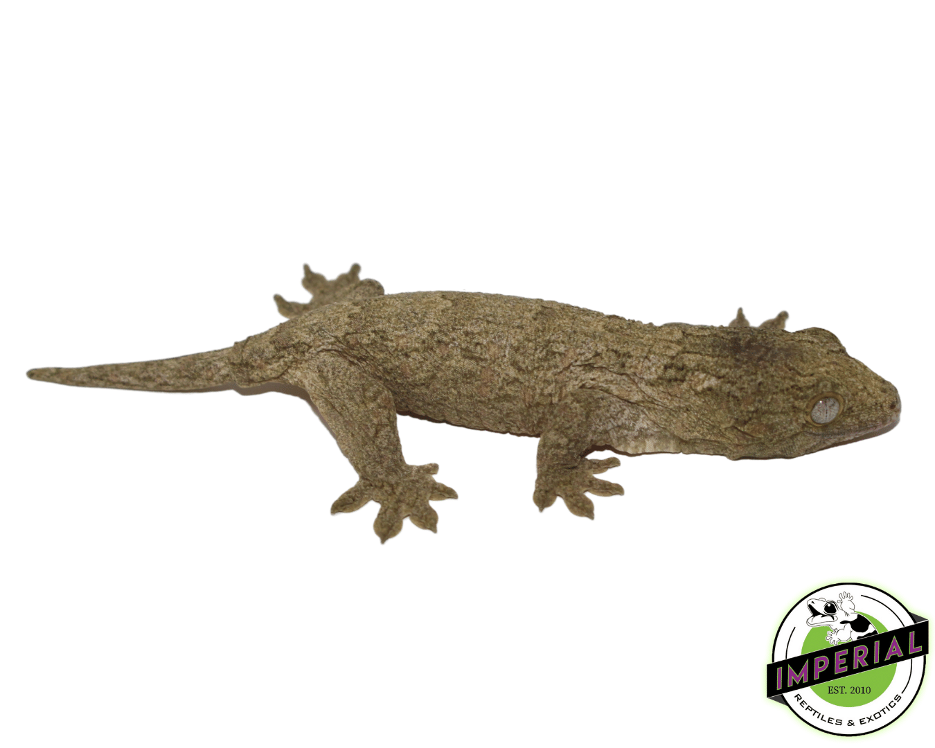 Choosing Your Perfect Pet Reptile