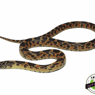 Mosaic Florida Kingsnake