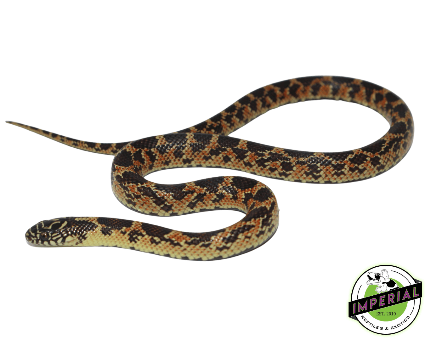 Mosaic Florida Kingsnake