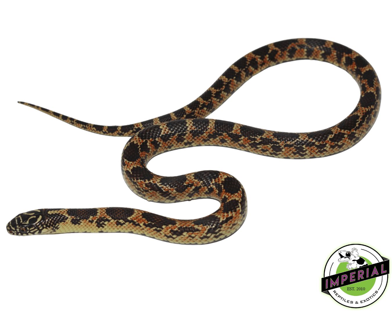 Mosaic Florida Kingsnake - Image 2