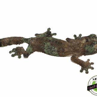 Mossy Leaf Tail Gecko (Uroplatus sikorae)