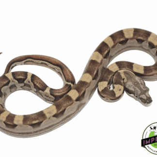 Motley Het Anery Colombian Boa