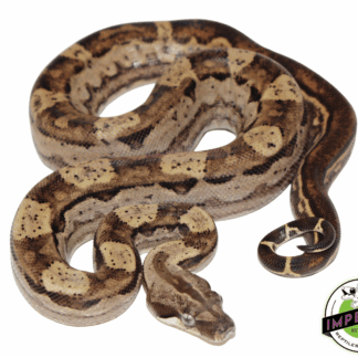 Motley Colombian Boa Baby