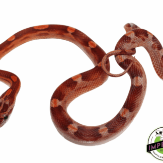 Motley Corn Snake