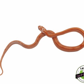 Creamsicle Motley Corn Snake