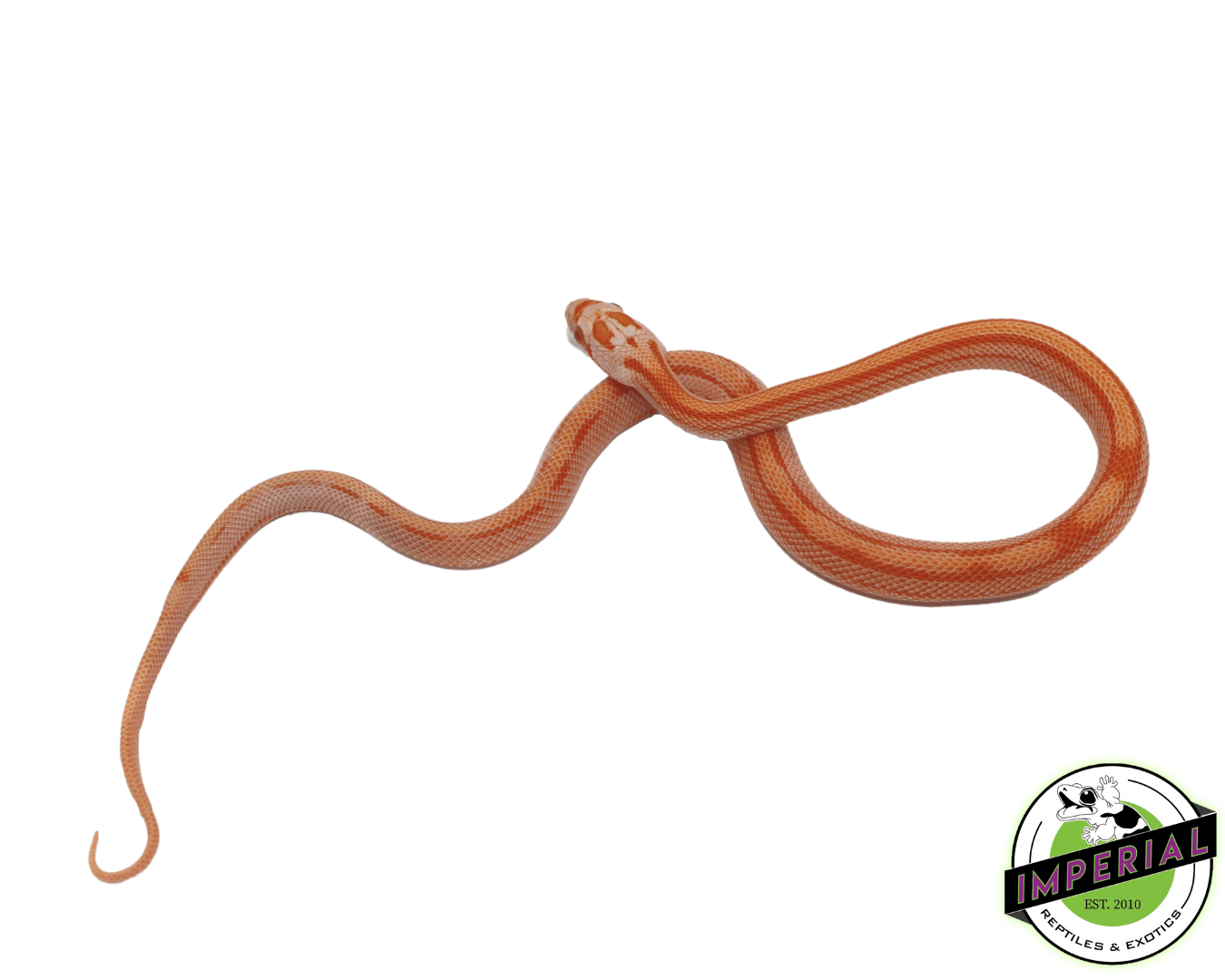 Creamsicle Motley Corn Snake