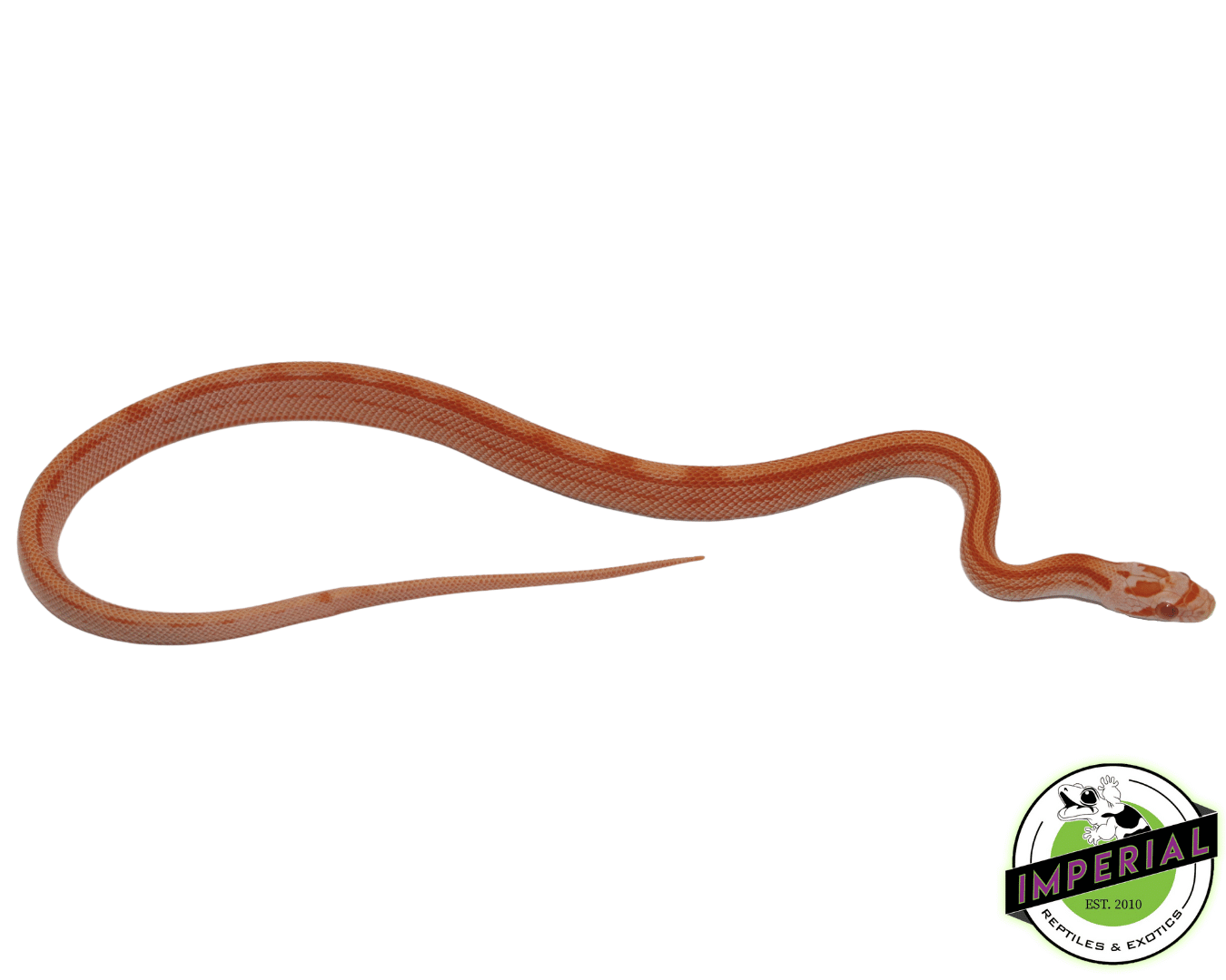 Creamsicle Motley Corn Snake - Image 2