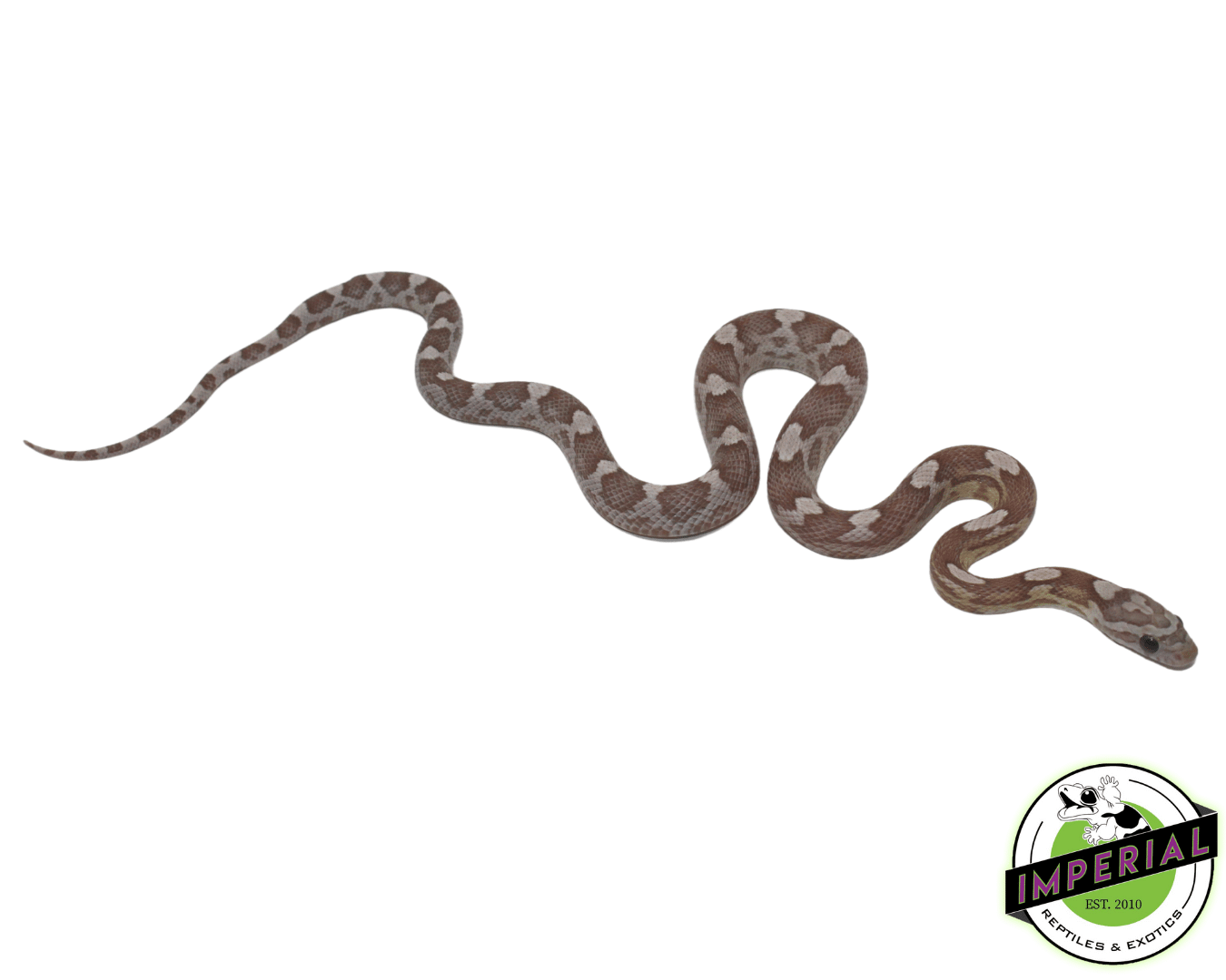 Ghost Motley Corn Snake Baby - Image 2