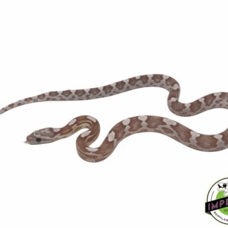 Ghost Motley Corn Snake Baby