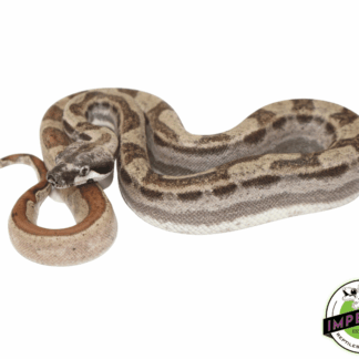 Motley Hypo Colombian Boa Baby