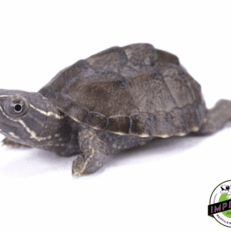 Common Musk Turtle Baby