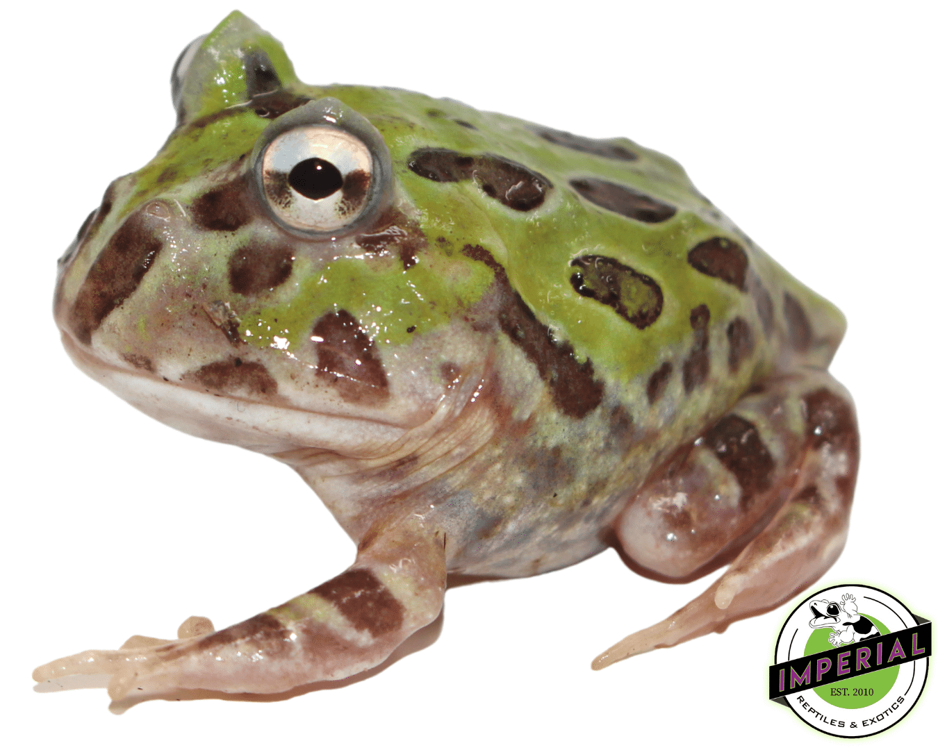 Mutant Pacman Frog - Image 2