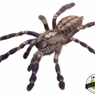 Mysore Ornamental Tarantula