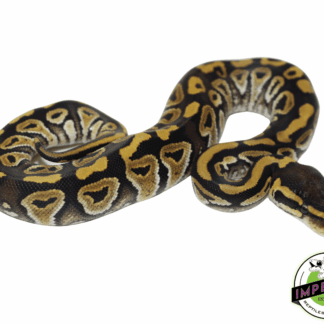 Mystic Ball Python Baby