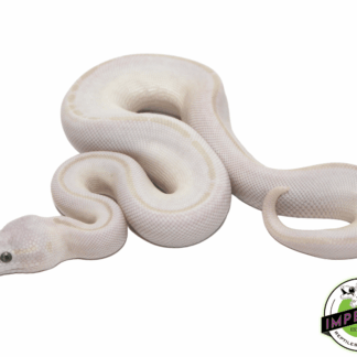 Blue Eyed Lucy Ball Python